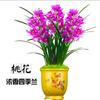 Orquídea Super Perfumada e Preciosa [Jinyumantang] Fragrância Forte Flor Grande Vaso Floral de Interior Planta Verde Jianlan Orquídeas