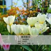 Bulbos de Tulipa para Venda no Atacado, Variedade de Pétala Simples, 1 Bulbo por Pacote, Bulbos de 5 Graus, Plantas de Flores de Interior em Vasos, Floresce o Ano Todo, Fácil de Cuidar