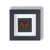 Marco con Especímenes de Mariposas Reales Naturales, Pintura Decorativa de Mariposa en Vidrio, Regalo para el Día del Maestro Festivo, Regalo de Graduación
