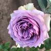 Kono Caixa de Joias/Névoa Azul Broto de Rosa de Salão Arbusto Flores de Jardim de Pátio Fragrantes Multissazonal