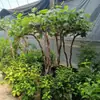 Venta al por mayor de plántulas de uva rubí romano, plantas de maceta para patio, plántulas injertadas sin semillas para plantar en el norte y el sur
