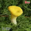 Modelo de Hongo Hongo Silvestre de Yunnan Espécimen Falso Adorno Decoración Escena Montaje Accesorios para Disparar Matsutake