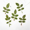 Hoja de Rosa Hoja Real Hoja Real Flor Real Hoja Adhesivo Hoja Real Espécimen de Planta Flor Seca Estuche para Teléfono en Relieve