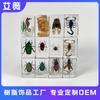 Aiwei Hecho a Mano Personalizado Resina de Pegamento Pueblo de Libros de Insectos Ámbar Transparente Espécimen de Insecto Atracción Turística Venta Caliente