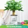 Árbol del Dinero Planta Pequeña en Maceta Sala de Estar Flor Hidropónica Planta Verde Escritorio de Oficina Árbol del Dinero Bonsái Fácil de Mantener en Todas las Estaciones