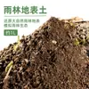 Qingyang Micro-paisaje Taza de Recolección de Rocío Musgo Cultivo Sellado Oficina Escritorio Botella de Vidrio Creativa Paisajismo DIY