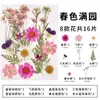 Marcador de Flores Secas Espécimen de Planta Película Selladora Botella Flores Prensadas Recolectadas en Otoño Material Hecho a Mano DIY Flor Transparente
