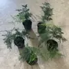 Plantas de Espárragos en Maceta Plantas Verdes de Interior para Oficina Plántulas Bonsái Bambú Nube Enano Tangshan Flor de Viento Maceta Plantas Pequeñas en Maceta