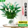 Maceta Grande de Planta de Palma Blanca de una Pieza para Dropshipping, un Símbolo de Buena Fortuna, Planta en Maceta con Flores, Planta Hidropónica, Planta con Flores, Planta Verde para Interior de Oficina