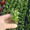 Set para Principiantes de Suculentas: Plantas de Interior Pequeñas en Maceta Como Huevo de Durazno, Árbol del Dinero, Cadena de Dinero y Niño Oso, Plantas Verdes Fáciles de Cuidar