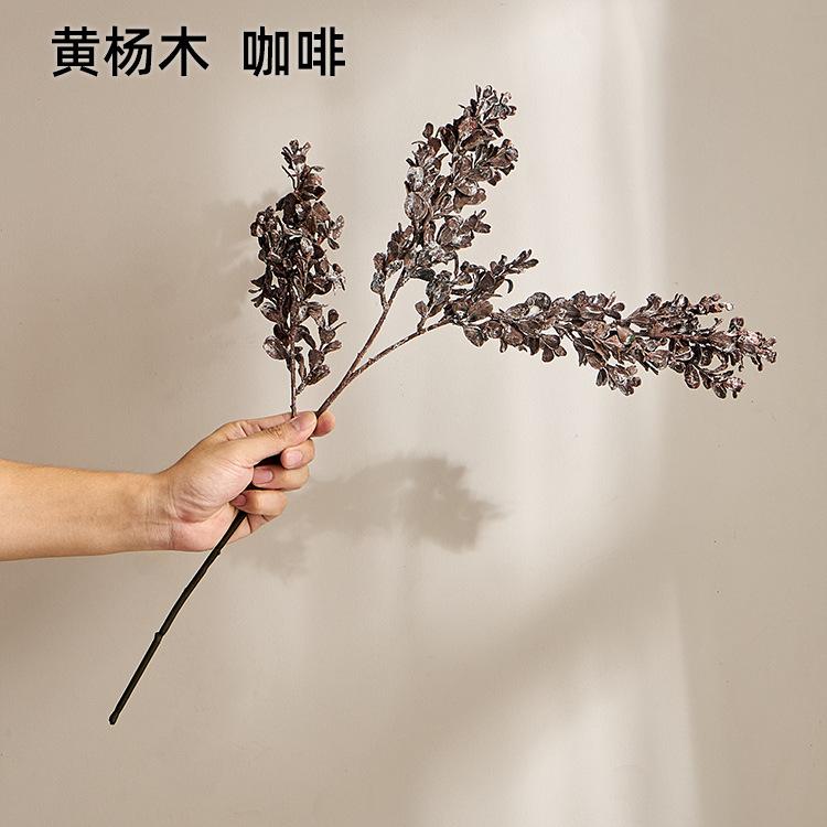 黄杨木  咖啡