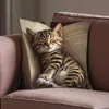 Funda de Cojín para Sofá Transfronteriza, Felpa Corta Amigable con la Piel, Linda Funda de Cojín de Animal Gato, Funda de Cojín para Sala de Estar, No Incluye Relleno