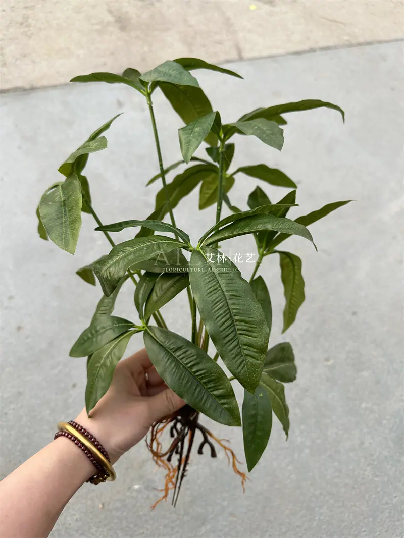9叉绿植