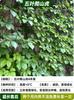 Dropshipping Plantas de Semillero de Tigre Trepador de Pared Hiedra Trepadora sin Hojas Plantas Jóvenes Semillas Todo el Año Enredaderas Trepadoras de Patio