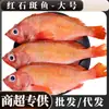 Pargo Rojo Fresco Congelado, Pargo Fresco Congelado de Captura Marina Extra Grande, Pez Entero de Ojo Grande, Venta al por Mayor de Pescado de Lujo, Dropshipping Comercial