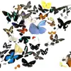 Especímenes Tridimensionales de Mariposas e Insectos Reales para la Educación Científica Infantil en Jardines de Infancia, con Alas Extendidas, Diseño de Estilo Fotográfico 1