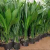 Planta Hidropônica Orquídea de Uma Folha em Vaso Planta Verde Moderna de Interior Perene para Todas as Estações Sala de Estar Flores Cultivadas em Água Plantas Fáceis de Cuidar