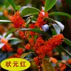 Plántulas de Osmanthus, Plantas de Osmanthus de Cuatro Estaciones en Maceta, Plantas de Flores Fragantes Comestibles y Florecientes para Interiores, Balcones, Patios