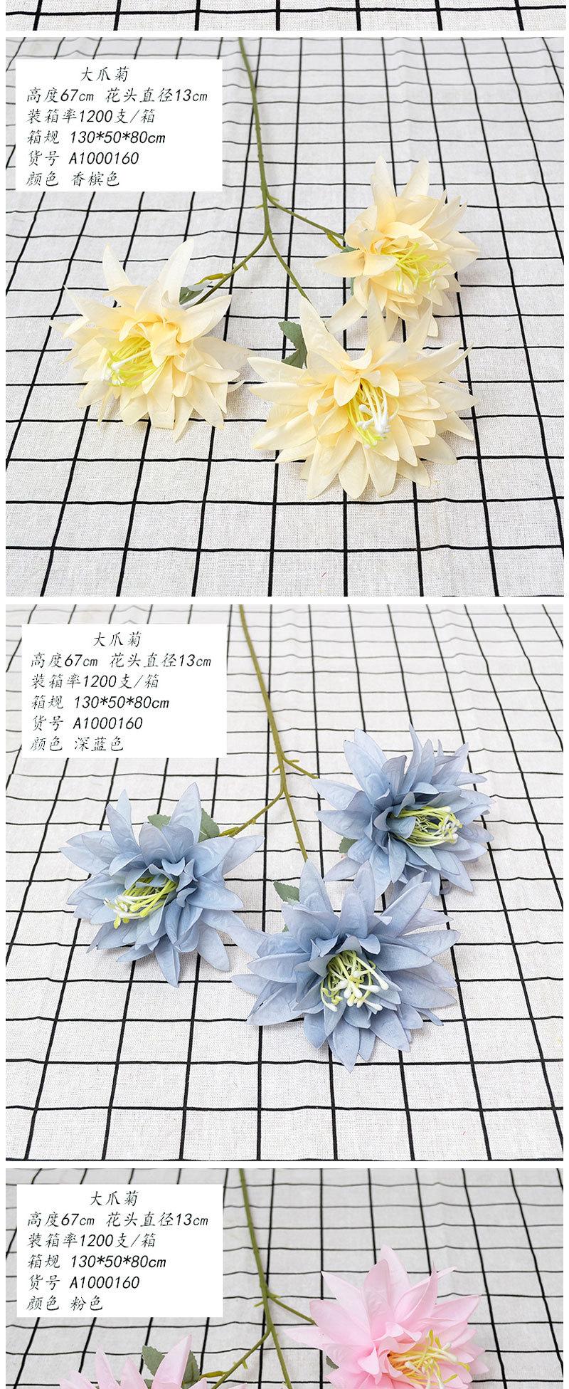 大爪菊_04.jpg