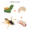 Juguete modelo de animal pequeño simulación ciclo de vida crecimiento rana tortuga pollo Montessori material didáctico preescolar venta al por mayor