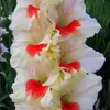 Bulbos de Gladiolo y Flor de Acanthopanax, plántulas de flores en maceta, perenne, resistente al frío, fáciles de cultivar y mantener durante todo el año, bulbos florales con capullos