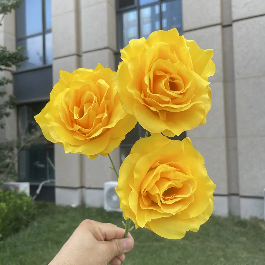 3头巨型美琪玫瑰-黄色.JPG
