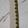 Cinta de Algodón con Borde Festoneado en Stock, Accesorios con Patrón de Espiga Estilo Chanel, Bordes de Ganchillo, Decoraciones para Ropa, Encaje Tejido