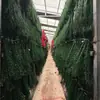 Fabricante Yongsheng Grãos de Acácia Absorventes de Cor, Grãos da Fortuna, Sementes de Gergelim, Materiais para DIY, Tampa de Vidro, Materiais para Atacado