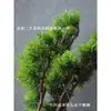 Estilo chinês arte floral em forma de galhos tuia bonsai folhas plásticas folhas de pinheiro cipreste galhos com folhas folhas de pinheiro fabricantes