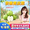 Peras de Piel Verde de Anhui Seleccionadas Cuidadosamente Dropshipping 4.5-5/8.5-9 Pera Corona de Jade Fruta Fresca