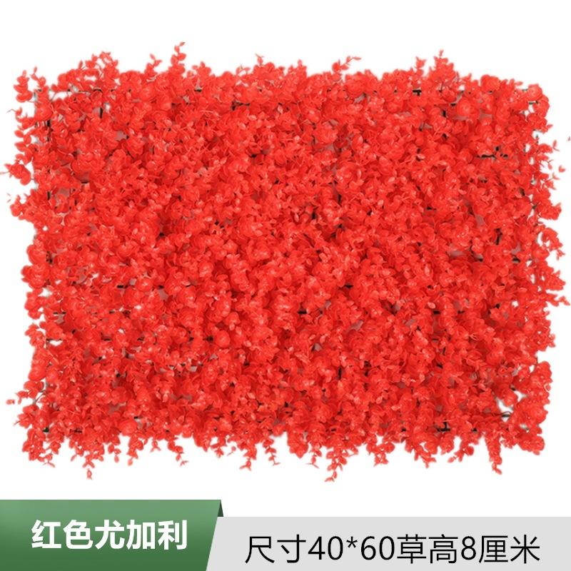红色尤加利.jpg