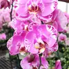 Plántulas de orquídea Phalaenopsis en macetas, plantas de floración de cuatro estaciones con floraciones continuas, fáciles de mantener como verdor de interior
