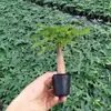 Árvore da Fortuna das Cinco Bênçãos Flor em Vaso Fácil de Cuidar Planta de Quatro Estações Escritório Interior Sala de Estar Mesa de Trabalho Planta Verde