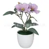 Flores Artificiales Hechas a Mano Flor de la Mañana Bonsái Redondo Pequeño Decoración para el Hogar de Amazon Adornos Pequeños para Escritorio Fabricantes de Comercio Exterior