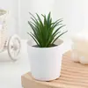Plantas em Vasos de Suculentas Artificiais em Balde Pequeno, Bonsais Decorativos, Pequenos Enfeites Criativos, Plantas em Vasos Pequenos Transfronteiriças, Venda Direta de Fábrica com Preço de Atacado