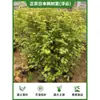 Arce Liuchuan Plantas Verdes en Maceta Estudio Sala de Estar Plantas de Interior Siete Arce Árboles Celebridad de Internet Estilo Japonés Zen Oficina Hojas de Arce