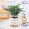 Planta de Bonsái Plantas de Interior Árbol del Dinero Flores de Escritorio Bambú Ciprés Fácil Cuidado Bonsái Pequeño Helecho Espárrago
