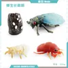 Juguete modelo de animal pequeño simulación ciclo de vida crecimiento rana tortuga pollo Montessori material didáctico preescolar venta al por mayor