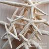 Varias Estrellas de Mar Naturales Materiales Hechos a Mano DIY Conchas Naturales Accesorios de Joyería Ventas Directas de Fábrica