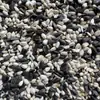 Aceite Semillas de Melón Negro Pequeño de Girasol Semillas de Cártamo Mezcla Dos en Uno Comida para Palomas Comida para Loros Pájaros Comida para Pájaros