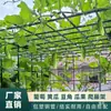 Treliça de Uva Treliça de Escalada para Jardinagem Pátio Externo Horta Suporte para Uva Melão Amargo Lufa Maracujá Treliça