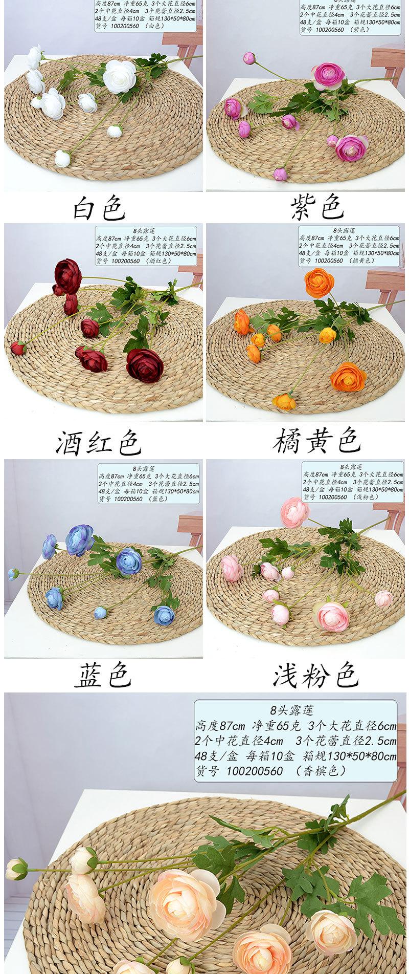 8头露莲_02.jpg