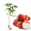 Venda Direta da Base Mudas de Lichia Autênticas para Quintal Lichia Sem Caroço Enxertada Mudas de Lichia Feizixiao Mudas de Frutas