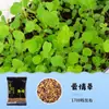 Acuario Semillas de Plantas Acuáticas Plantas Acuáticas Purificación Activa del Agua Decoración de Acuario Purificación Calidad del Agua Paquete de Semillas de Plantas Acuáticas