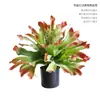 Planta suculenta artificial samambaia galhada deserto tropical pedra lótus aloe loja janela de restaurante ornamentos de decoração