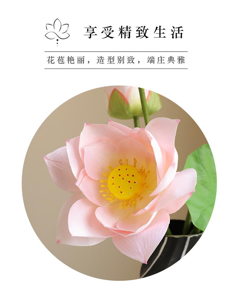 初尘荷花系列_02.jpg