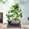 Bonsái Podocarpus Forma Interior Elegante Creativo Plantas en Maceta Fáciles de Cultivar y Mantener Mesa de Café Plantas Verdes Florales de Oficina