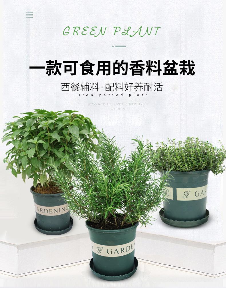 迷迭香详细1.jpg