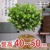 Planta de Gardenia Milanese en Maceta Grande, Fácil de Cuidar, Planta de Jardín Fragante, Planta Verde con Fragancia Fuerte, Florece con Capullos de Flor