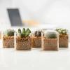 Fabricante de Garrafa Quadrada para Suculentas, Vaso de Flor para Planta Suculenta, Garrafa de Vidro Hidropônica, Suporte Quadrado para Velas, Vaso Cilíndrico para Jiboia Cultivada em Água